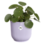 vibes fold round 16cm lilla tenue